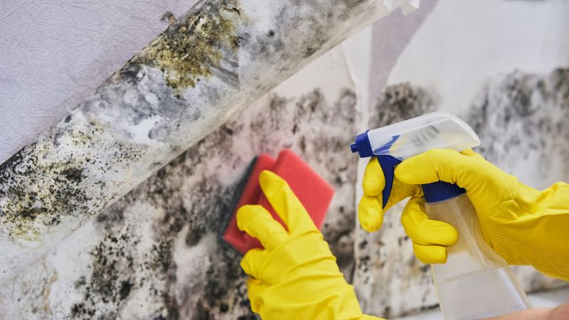Mold Cleanup Service in Fort Worth, TX